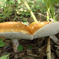 необычные грибочки
