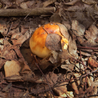 В солнечный денек