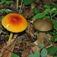 Такие разные!