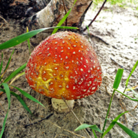 Красота обманчива