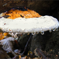 трутовиковы слёзы