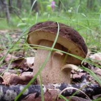 Бархатный гриб
