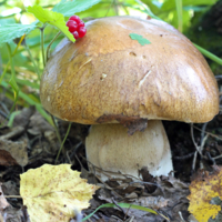 Белый, белый совсем свежий.