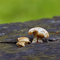 Грибочки на пенёчке