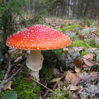 На входе в сказку