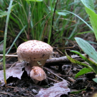 подрастем ...