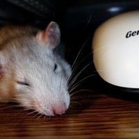Мышка и Крыска