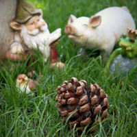 Это не Ёж.Это Шишка, дочь Кедра.