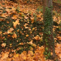 Листья цвета осени