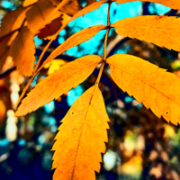 Осенняя палитра