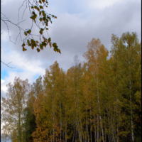 Осенний лес