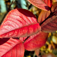 Арония в красе.