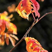 Осенняя рябина