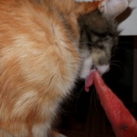 Наша кошка ест арбуз