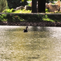 Черный лебедь на пруду...