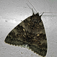 Ночная бабочка на стене