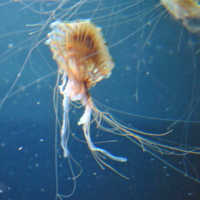 Медуза(Берлинский аквариум)
