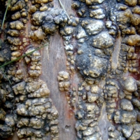 кора старого дерева