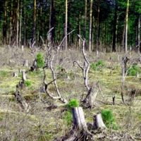 Беспощадная  вырубка леса