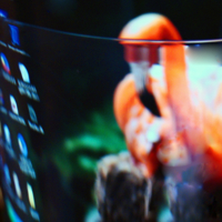 Розоый мираж.