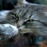 Здесь рыбы нет!