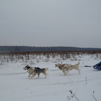 В полях...