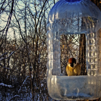 "Раздельное" питание на ужин.