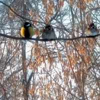 Не пара она тебе, ох не пара!