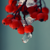Лаконичность льда и ягод