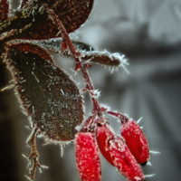 Озябшая гроздь барбариса