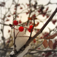 Зимняя ягода