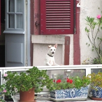 Щенок на балконе.