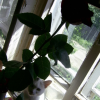 Роза, кошка и окно