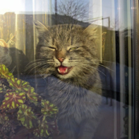 Весенний блюз мартовского кота.