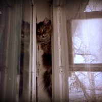 В окошке сибирская кошка