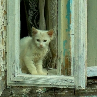 Молодая кошка в старом окошке.
