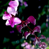 фиолетовый цветок