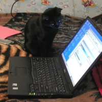 Котёнок и ноутбук