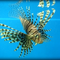 Scorpio-fish
