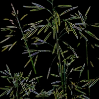 Ночные травы