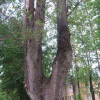 Дерево-рогатка