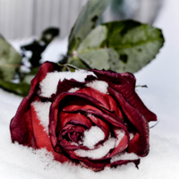 Анжелика Агурбаш - Роза на снегу