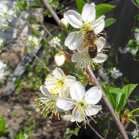 Пчела на цветах весенней вишни