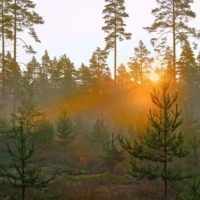 Поднимается солнце над лесом