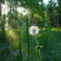 Нежное прикосновение