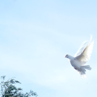 Лети, голубка белая...