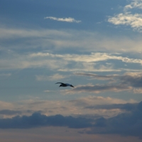 Jonathan Livingston Seagull