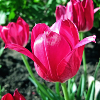 Крылья расправив, хочу в небеса