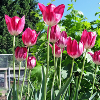 Весеннее настроение