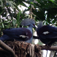 Гнездо венценосного голубя